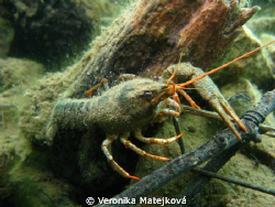 Crayfish in Lobejun quarry by Veronika Matějková 